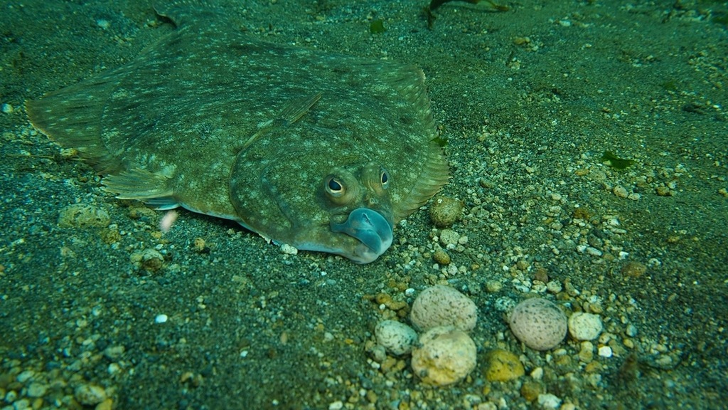 Rock Soles from Great Sitkin Pier on August 20, 2024 at 08:30 AM by ...