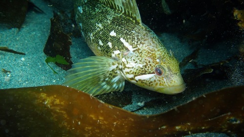 Rock Greenling