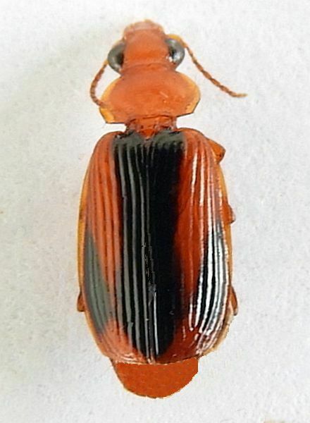 Plochionus amandus