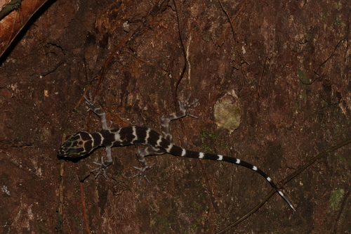 Borneo Bow-fingered Gecko, Cyrtodactylus malayanus