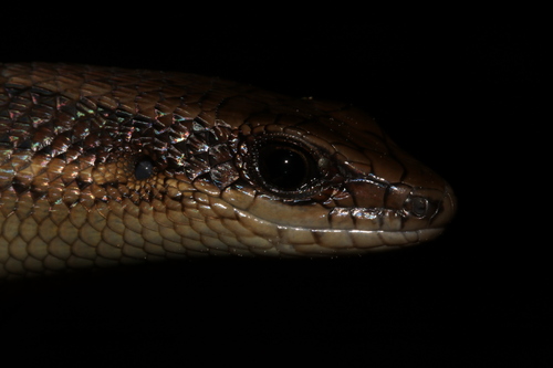 Rough Mabuya, Eutropis rudis