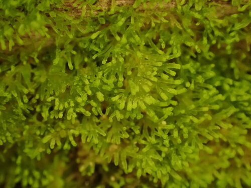 Riccardia breviala