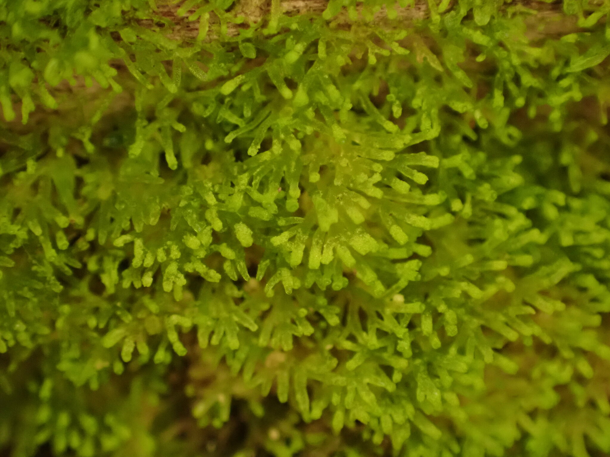 Riccardia breviala