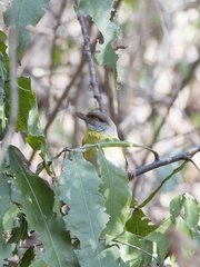 Cyclarhis gujanensis