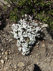 Phlox diffusa