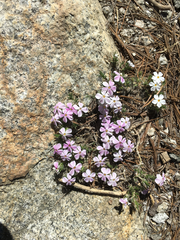 Phlox diffusa