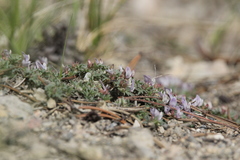 Astragalus kentrophyta