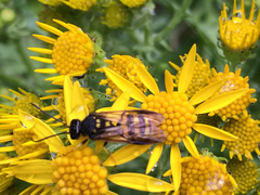 Bareogonalos canadensis