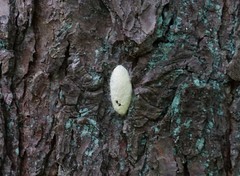 Malacosoma americana