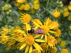 Bareogonalos canadensis
