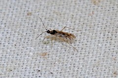 Dicyphus hesperus