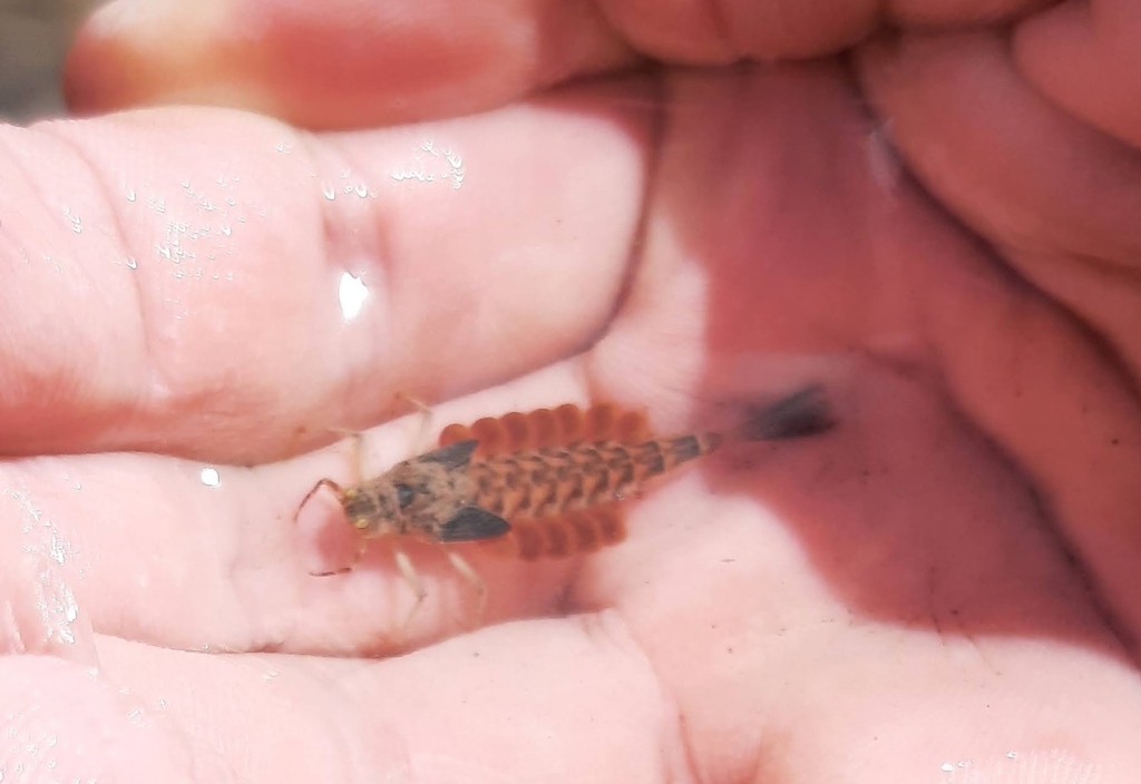 Ametropodidae