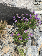 Penstemon heterodoxus heterodoxus