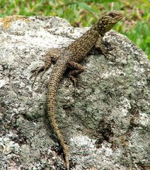 Stenocercus crassicaudatus