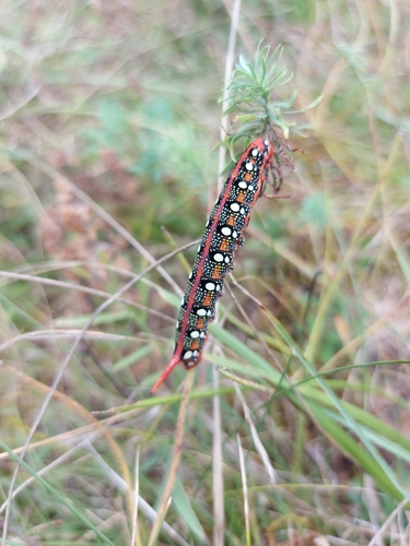 Hyles euphorbiae