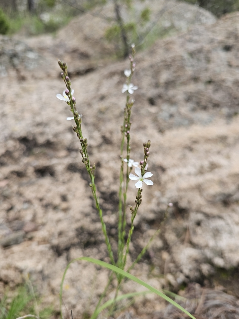 Linum pringlei