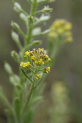 Alyssum desertorum