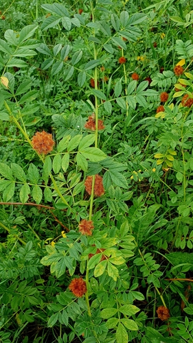 Image of Glycyrrhiza echinata by (c) Анна Митрошенкова, some rights reserved (CC BY)
