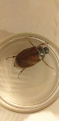 Melolontha melolontha