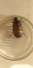 Melolontha melolontha