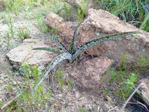Manfreda undulata 2