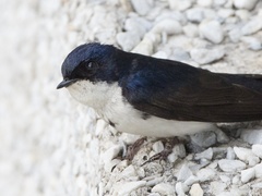 Pygochelidon cyanoleuca