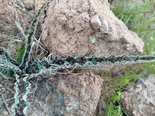 Manfreda undulata 'Mint Chocolate Chip' 3