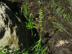 Platanthera sparsiflora