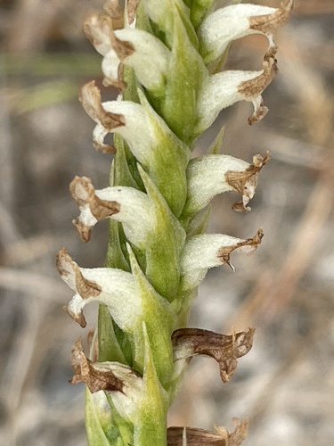 Hooded lady's tresses (Spiranthes romanzoffiana)