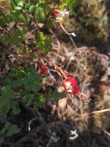 Image of Rosa pulverulenta by (c) Umut Nuri Erdoğan, some rights reserved (CC BY)