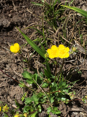 Ranunculus eschscholtzii