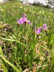 Primula tetrandra