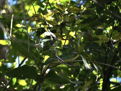 Common Tree Snake sighting