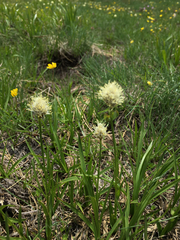 Triantha occidentalis