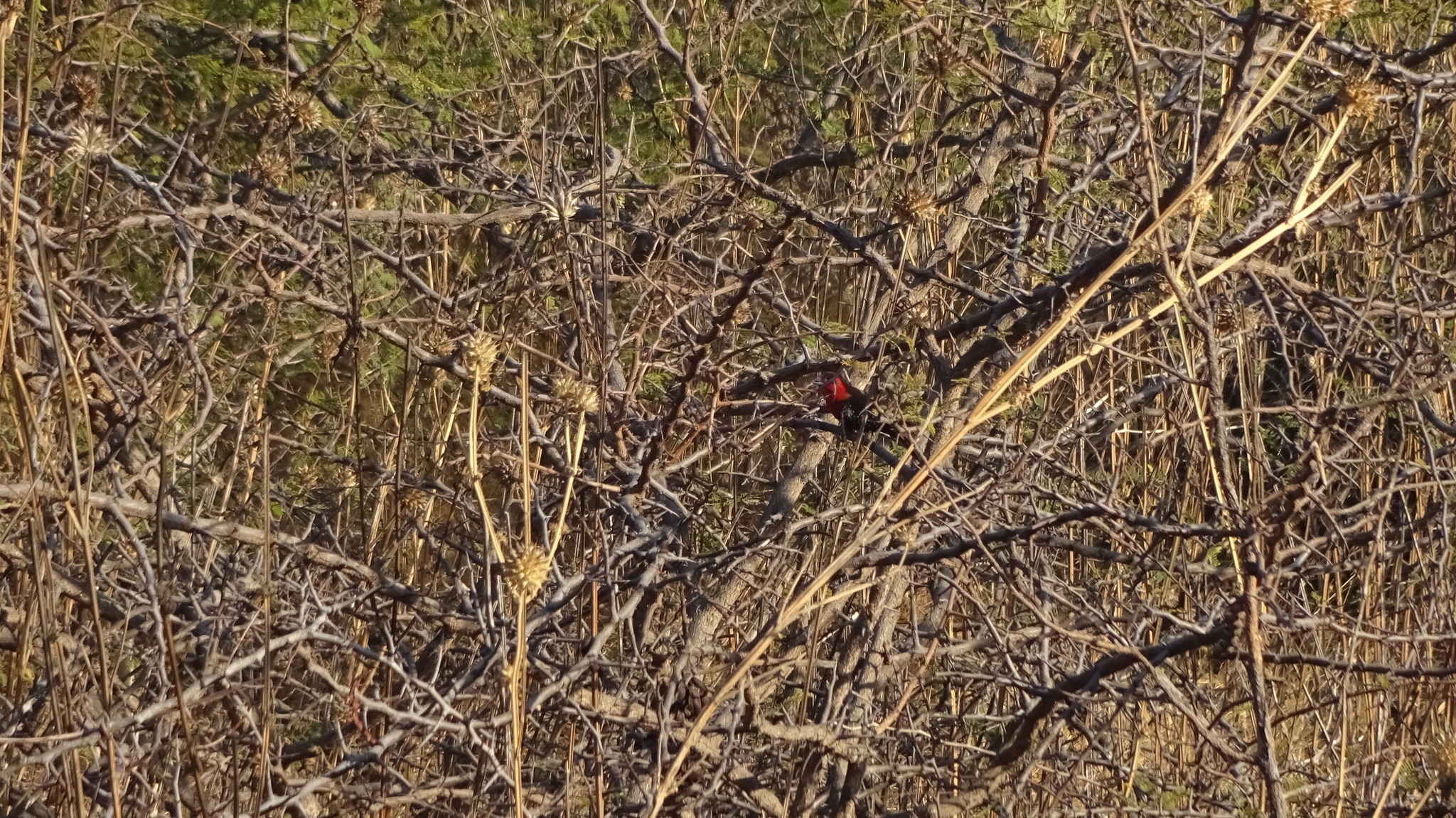 Red-throated Twinspot (Hypargos niveoguttatus), photo 3