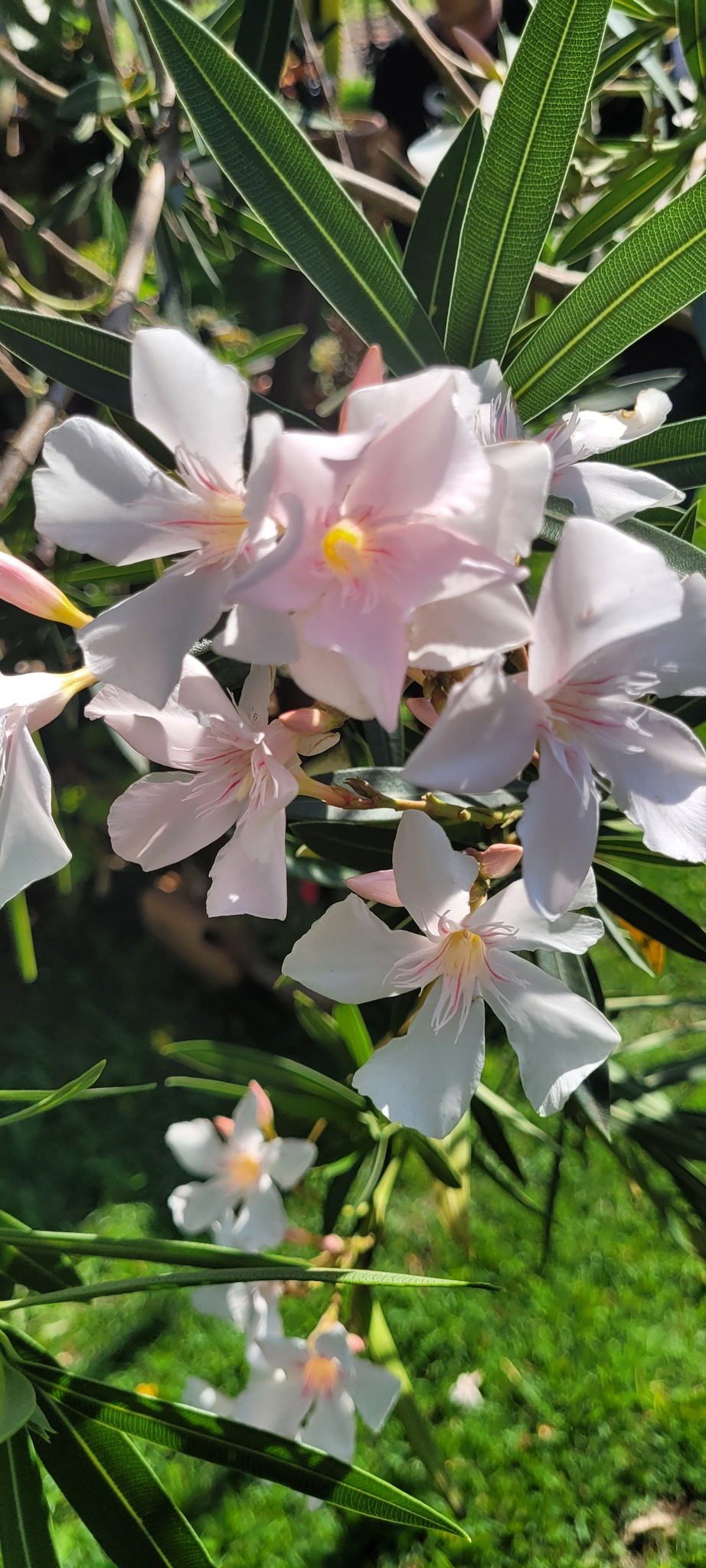 Nerium oleander