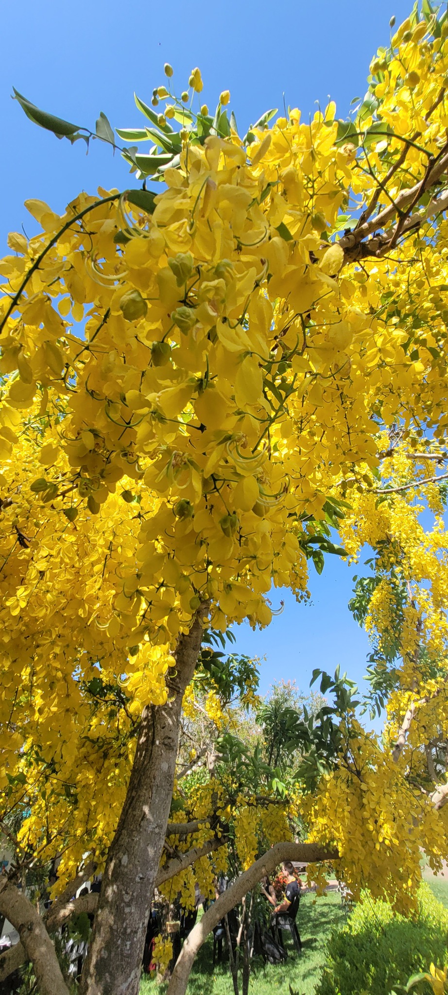 Cassia fistula