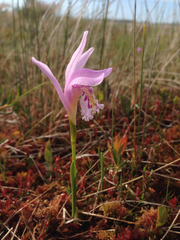 Arethusa bulbosa