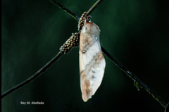 Suana concolor