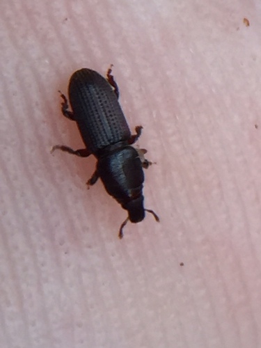 Shortnosed Kauri Weevil photographed in New Zealand
