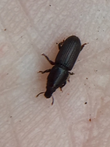 Photo of Shortnosed Kauri Weevil (Xenocnema spinipes)