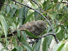 Toxostoma curvirostre