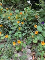 Tropaeolum majus