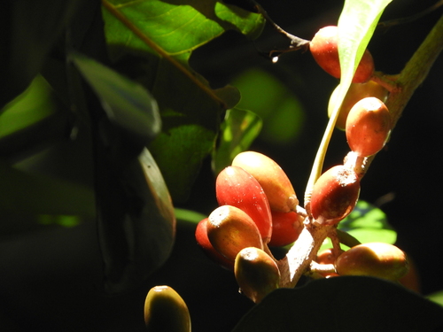 Planchonella myrsinodendron observed 2024-08-13