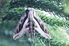 Hippotion velox