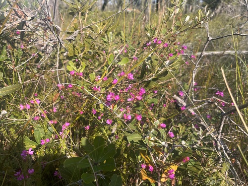 Bauera capitata (Bauera capitata)