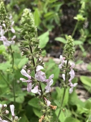 Stachys stebbinsii