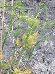 Foeniculum vulgare