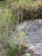 Foeniculum vulgare