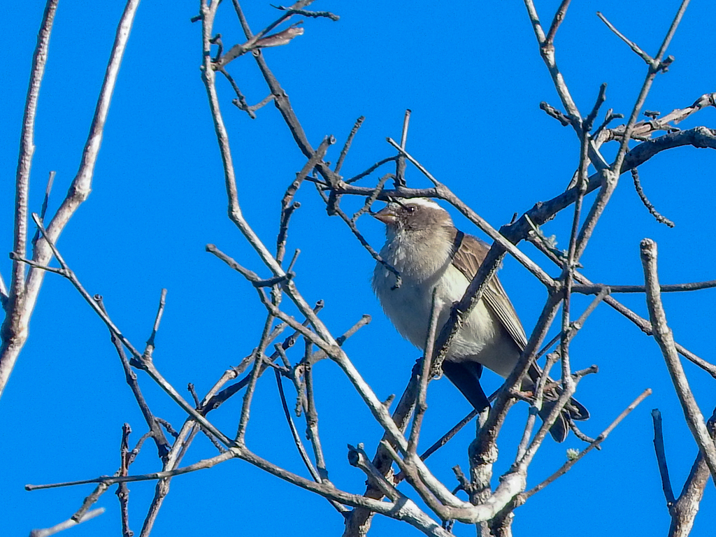 Reichard's Seedeater